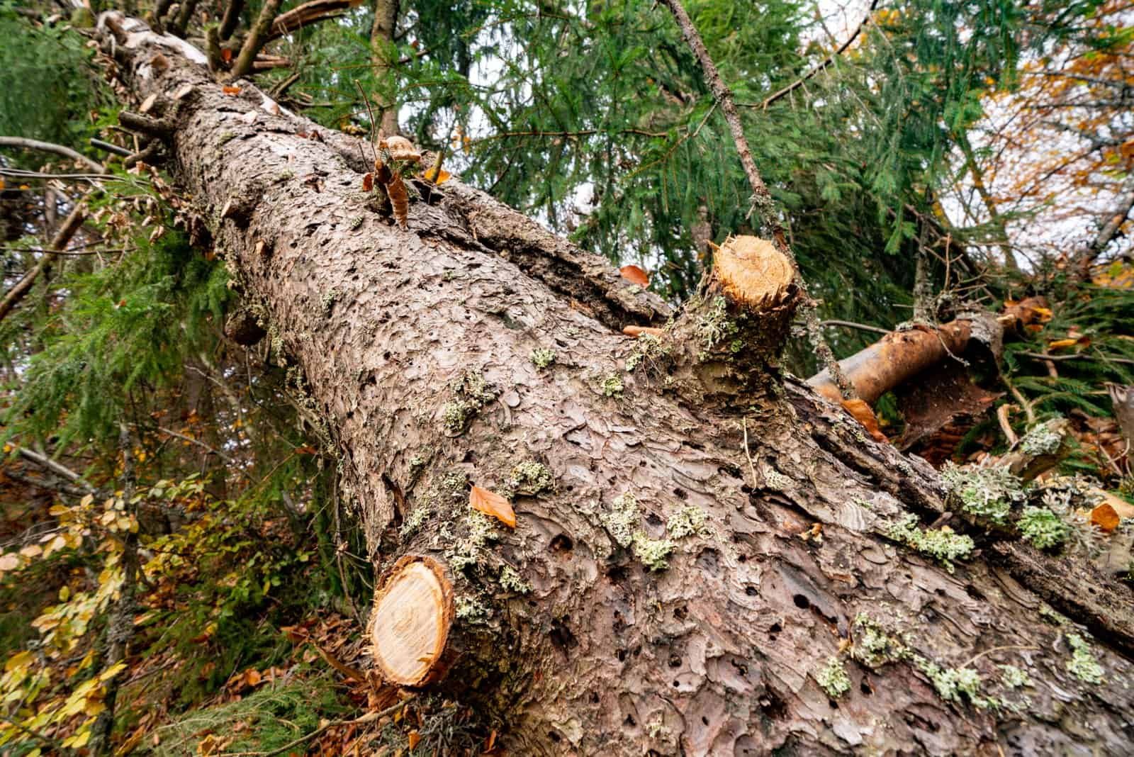 Árbol caído con tronco fraccionado en un paisaje natural, servicio de poda y remoción de árboles, mantenimiento de jardines, paisajismo y cuidado de áreas verdes por J B Sanchez Landscaping.