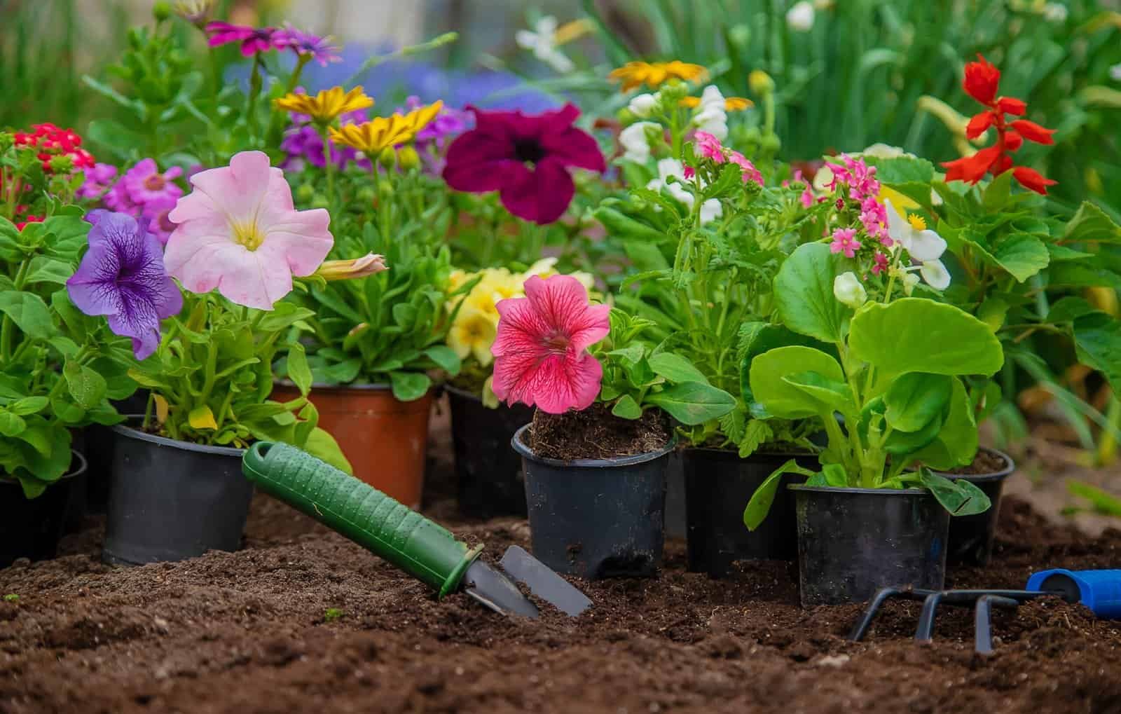 Jardinería y plantas ornamentales en jardineras, flores de diferentes colores en tierra, jardinería profesional, servicios de paisajismo y mantenimiento de jardines, J B Sanchez Landscaping.